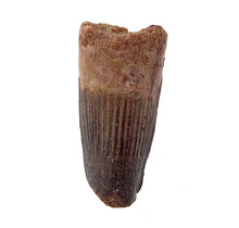 Real dinosaur tooth of the Spinosaurus
