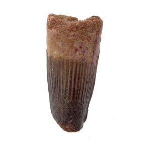 Spinosaurus tooth