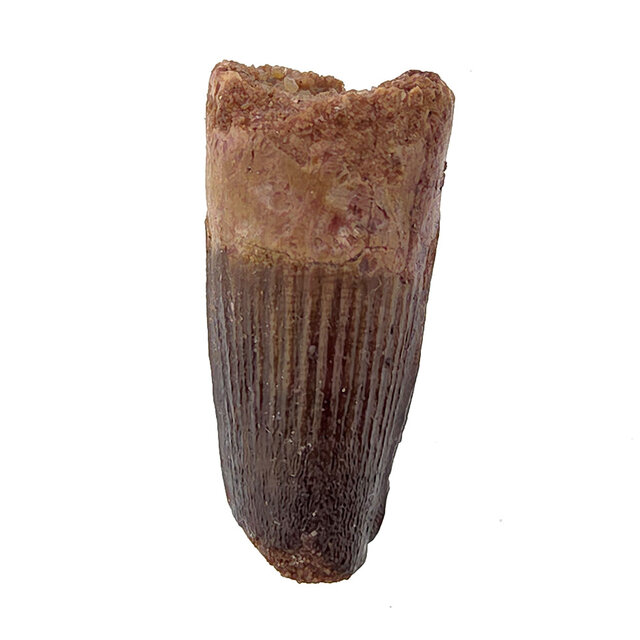 Real dinosaur tooth of the Spinosaurus