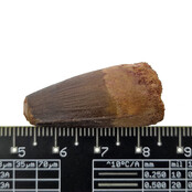 Real dinosaur tooth of the Spinosaurus
