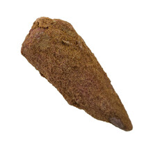 Real dinosaur tooth of the Spinosaurus