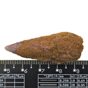 Echte dinosaurus tand van de spinosaurus