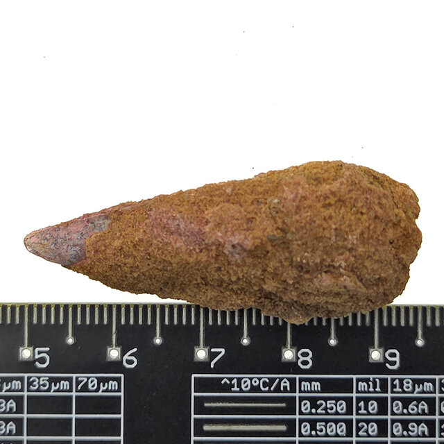 Real dinosaur tooth of the Spinosaurus