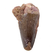 Real dinosaur tooth of the Spinosaurus
