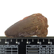 Echter Dinosaurierzahn des Spinosaurus