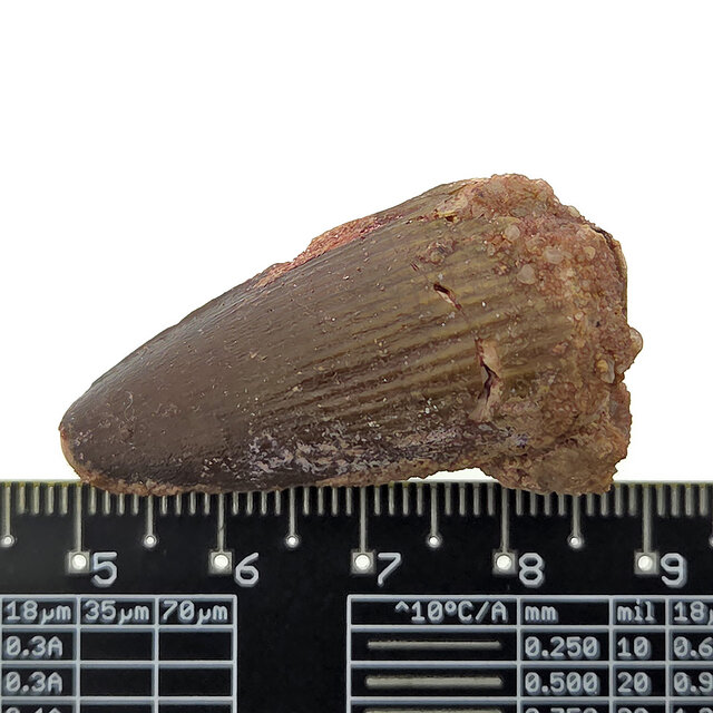 Echter Dinosaurierzahn des Spinosaurus