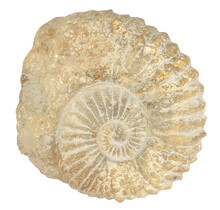 Ammonite, petrified fossil from Morocco