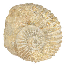 Ammonite from Morocco