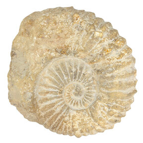 Ammonite from Morocco