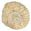 Ammonite, petrified fossil from Morocco