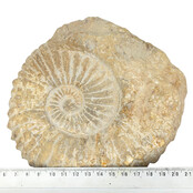 Ammonit, versteinertes Fossil aus Marokko