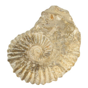 Ammonite from Morocco