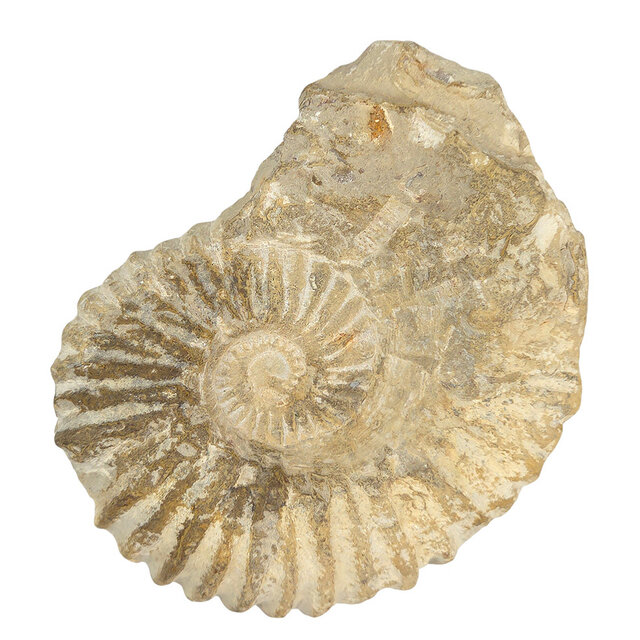 Ammonite, petrified fossil from Morocco