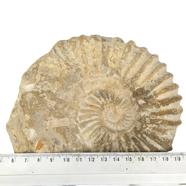 Ammonite, petrified fossil from Morocco