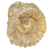 Ammonit, versteinertes Fossil aus Marokko