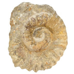 Ammoniet uit Marokko
