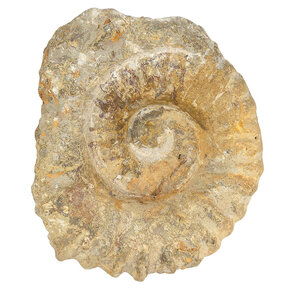 Ammonite from Morocco