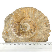 Ammonite, petrified fossil from Morocco