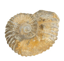 Ammonit, versteinertes Fossil aus Marokko
