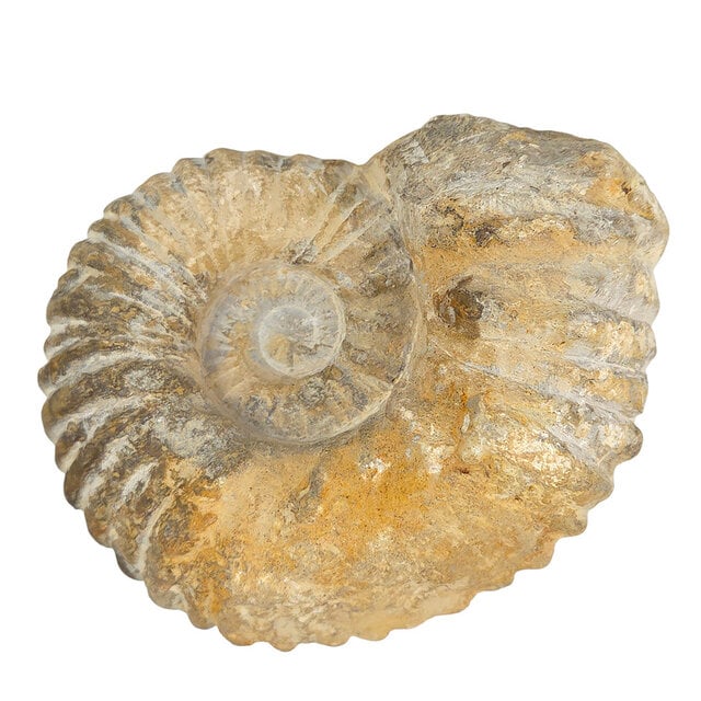 Ammonite, petrified fossil from Morocco