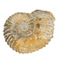 Ammonit, versteinertes Fossil aus Marokko