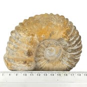 Ammonite, petrified fossil from Morocco