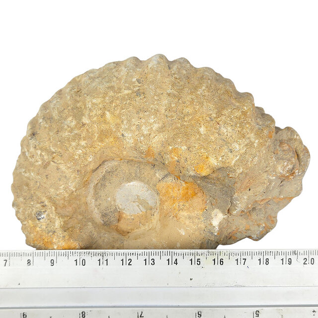 Ammonit, versteinertes Fossil aus Marokko