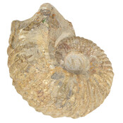 Ammonit, versteinertes Fossil aus Marokko
