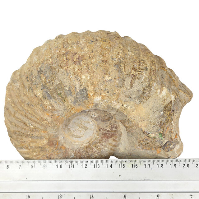 Ammonit, versteinertes Fossil aus Marokko