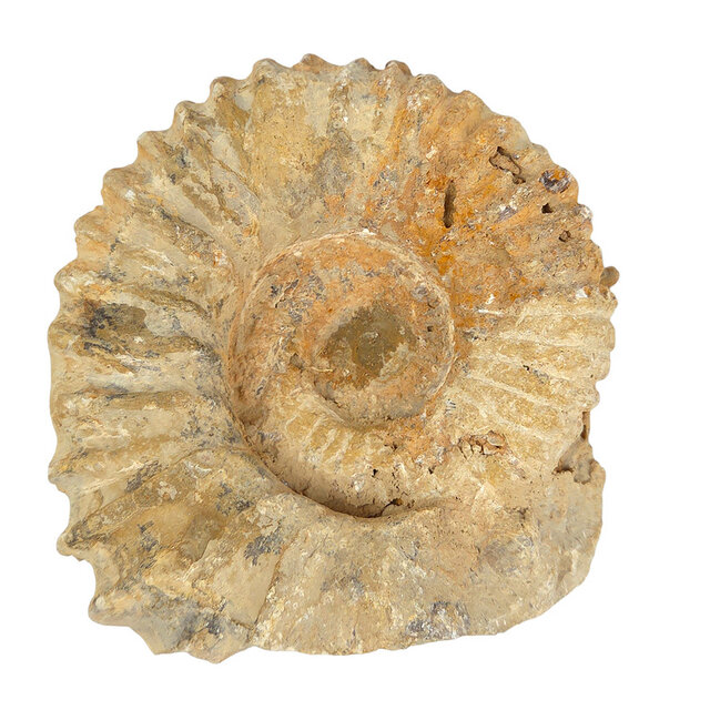 Ammonite, petrified fossil from Morocco