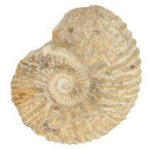Ammonit, versteinertes Fossil aus Marokko