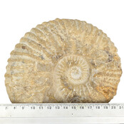 Ammonit, versteinertes Fossil aus Marokko