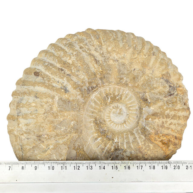 Ammonite, petrified fossil from Morocco