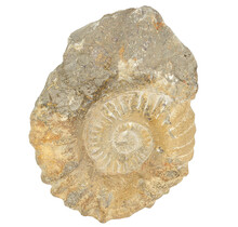 Ammonite, petrified fossil from Morocco
