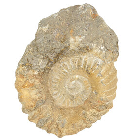 Ammonite from Morocco