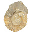 Ammonit, versteinertes Fossil aus Marokko