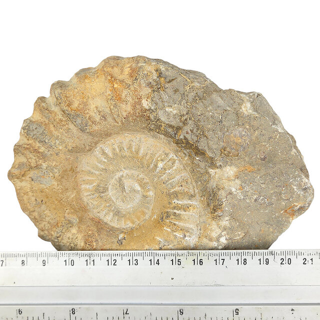 Ammonite, petrified fossil from Morocco