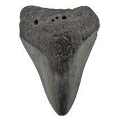 Fossiler Zahn des Megalodon
