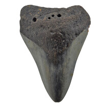 Fossiele tand van de Megalodon