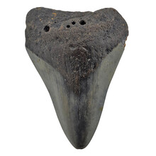 Fossiele Megalodon tand 7,5 cm