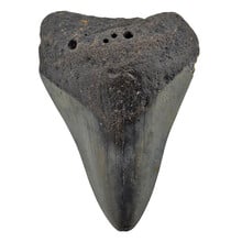Fossiler Megalodon-Zahn 7,5 cm