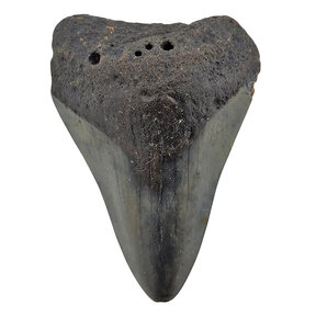 Fossil Megalodon tooth 7,5 cm