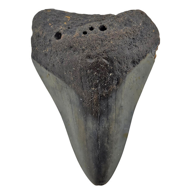 Fossil tooth of the Megalodon