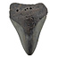 Fossiler Zahn des Megalodon