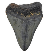 Fossiler Zahn des Megalodon
