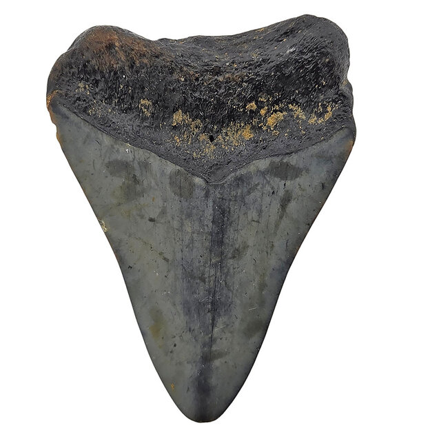 Fossil tooth of the Megalodon
