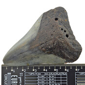 Fossiele tand van de Megalodon