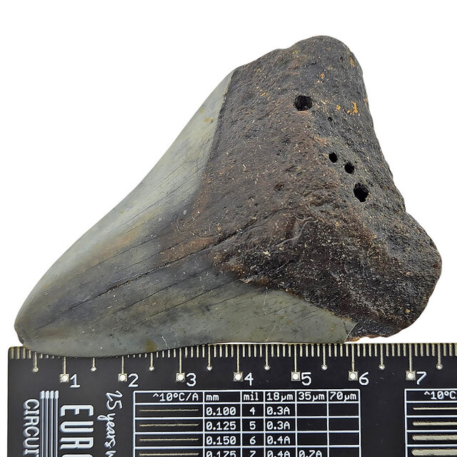 Fossiler Zahn des Megalodon