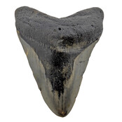 Fossiler Zahn des Megalodon
