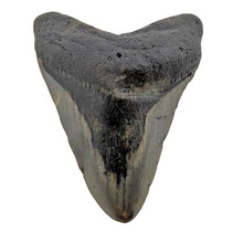 Fossil tooth of the Megalodon
